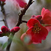 20120413 8531RAw [D~LIP] Zierquitte (Chaenomeles), UWZ, Bad Salzuflen