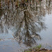 20120413 8528RAw [D~LIP] Großer Teich, Spiegelung, UWZ, Bad Salzuflern