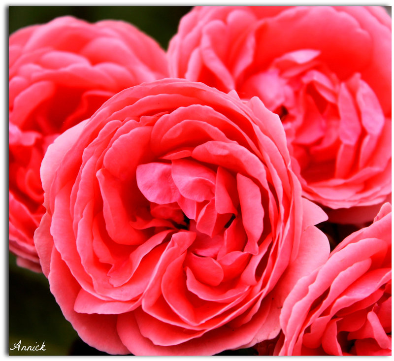 COEURS DE ROSES***