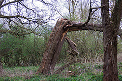 20120413 8526RAw [D~LIP] Baum-Ruine, UWZ, Bad Salzuflern