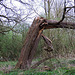 20120413 8526RAw [D~LIP] Baum-Ruine, UWZ, Bad Salzuflern