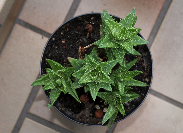 Aloe squarrosa ou juvenna