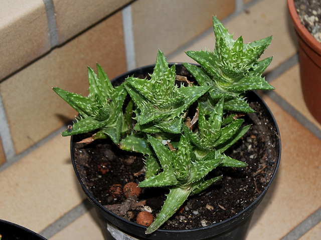 Aloe squarrosa ou juvenna