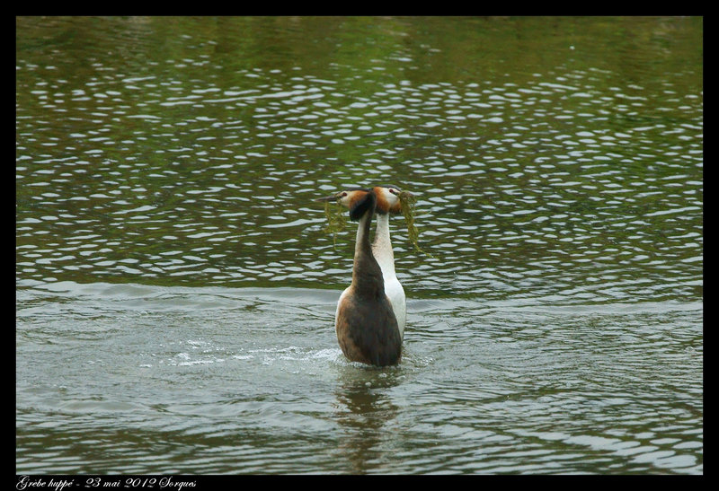 Grèbe huppé DSC02740