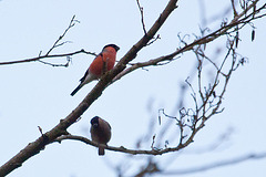 20120413 8521RAw [D~LIP] Gimpel [m+w] (Pyrrhula pyrrhula) [Dompfaff], UWZ, Bad Salzuflen