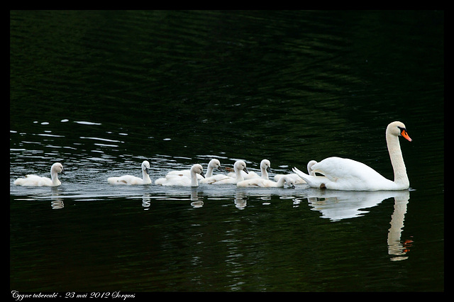 Cygne DSC02798
