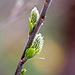 20120413 8516RAw [D~LIP] Weidenkätzchen, UWZ, Bad Salzuflen