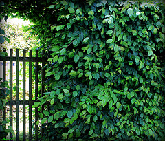 la porte du jardin***