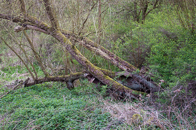 20120413 8496RAw [D~LIP] Baum, UWZ, Bad Salzuflen