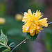 20120413 8495RAw [D~LIP] Gefüllter Ranunkelstrauch (Kerria japonica 'Pleniflora'), UWZ, Bad Salzuflen