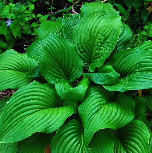 Verde que te quiero verde...