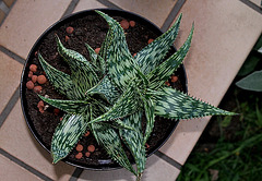 Aloe somaliensis