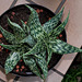 Aloe somaliensis