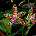 Phalaenopsis bastiani