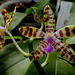 Phalaenopsis bastiani