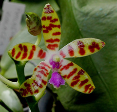 Phalaenopsis bastiani