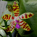 Phalaenopsis bastiani