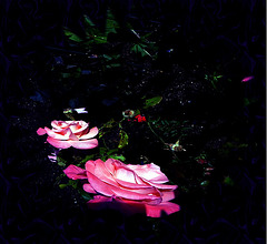 Des Roses