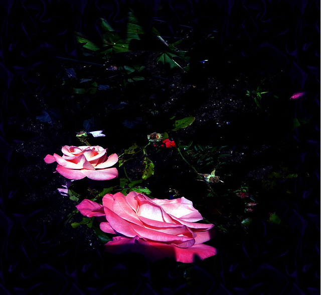 Des Roses Des Roses