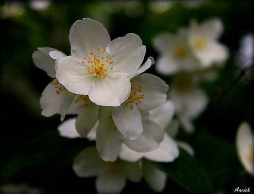 FLEUR DE SERINGHAT***