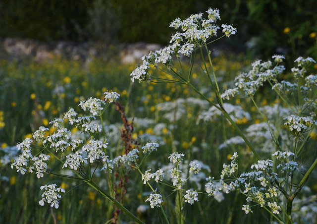 Wiesenkerbel