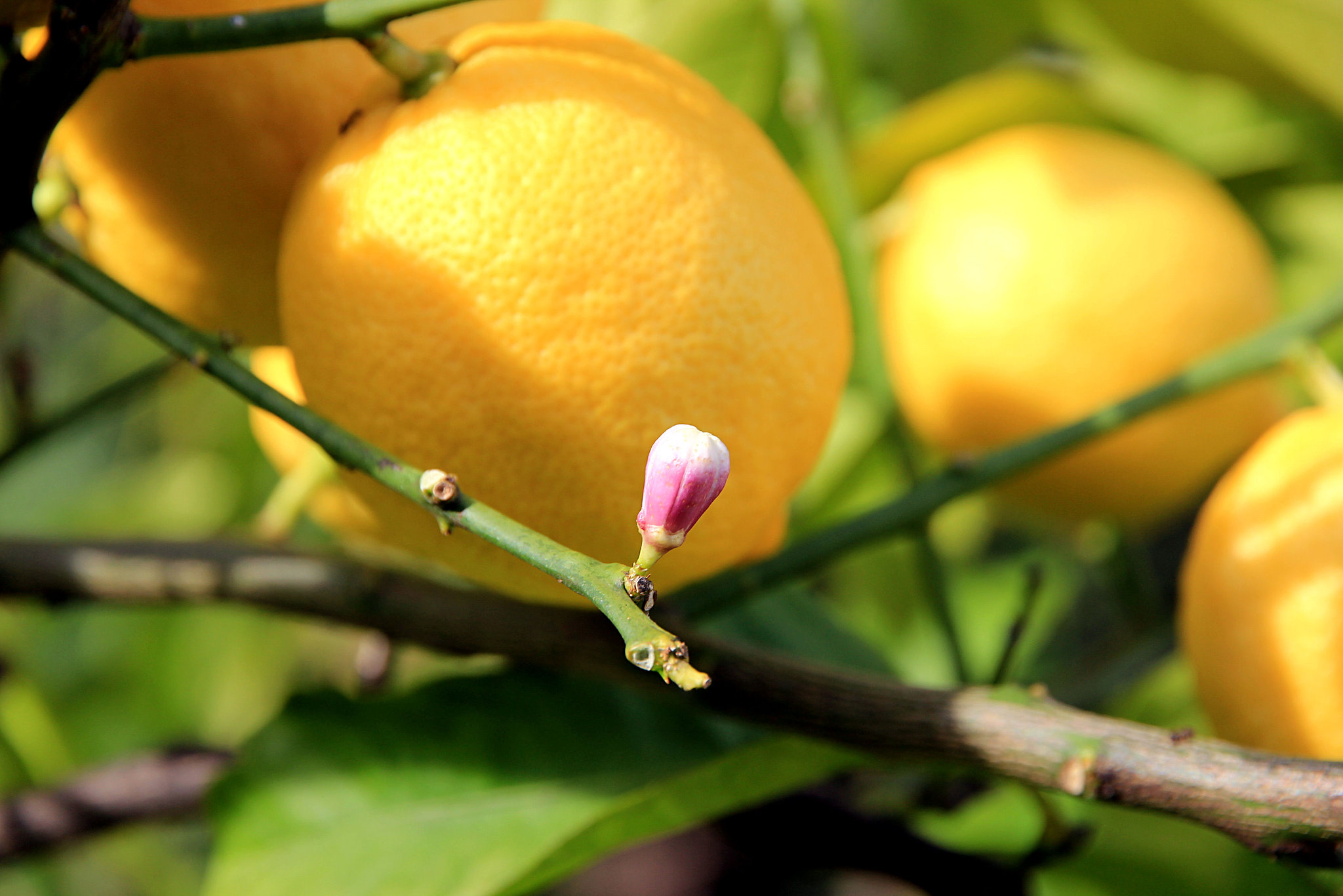 Frucht und Blüte