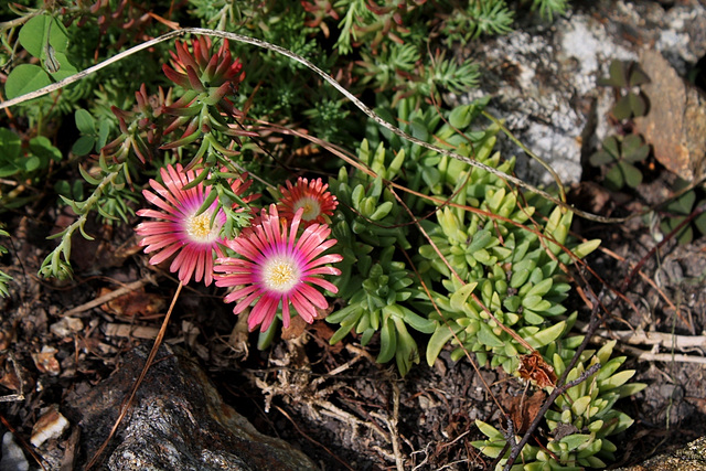 Delosperma dyerii