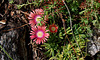 Delosperma dyerii (2)