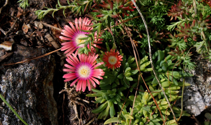 Delosperma dyerii (2)