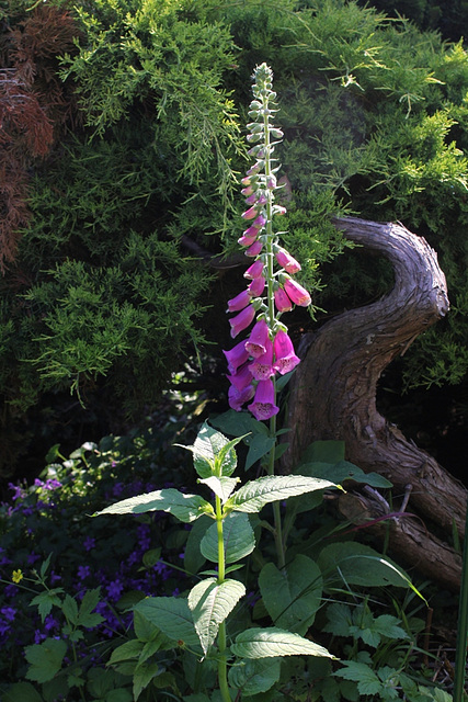 Digitalis purpurea excelsior