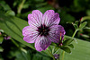 Geranium cinereum