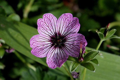 Geranium cinereum