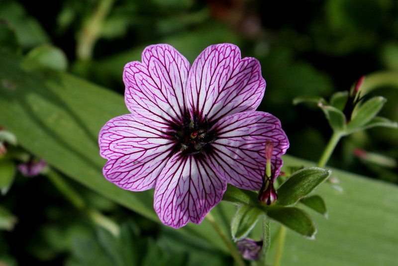 Geranium cinereum