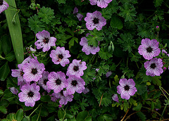 Geranium cinereum (2)