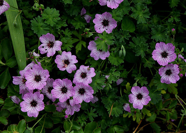 Geranium cinereum (2)