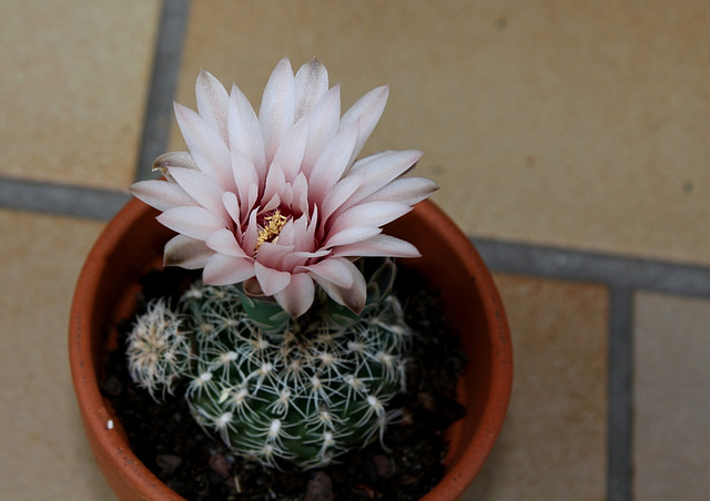 Gymnocalycium proliferum- - 10