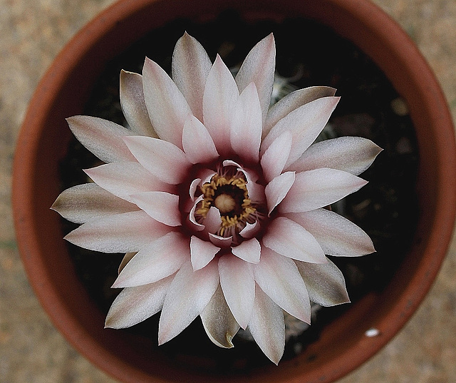 Gymnocalycium proliferum (2)