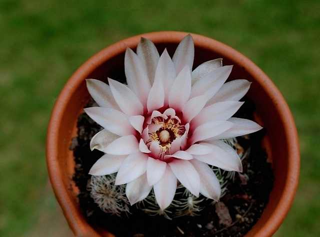 Gymnocalycium proliferum (4)