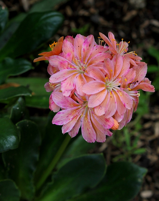 Lewisia