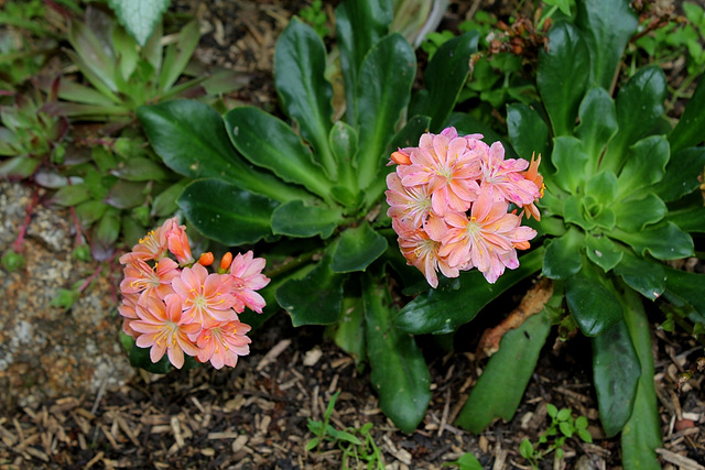 Lewisia (2)