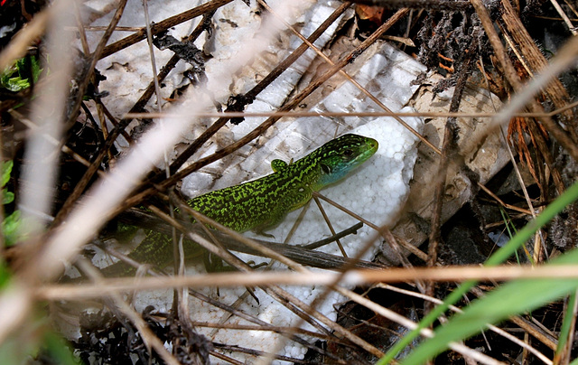 Lézard vert