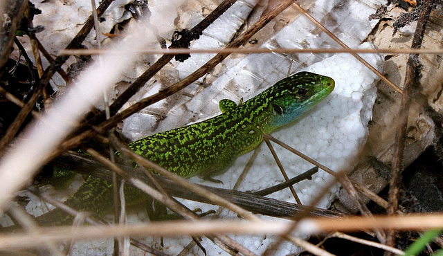 Lézard vert (2)