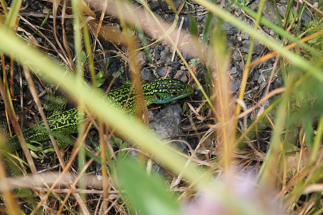 Lézard vert (3)