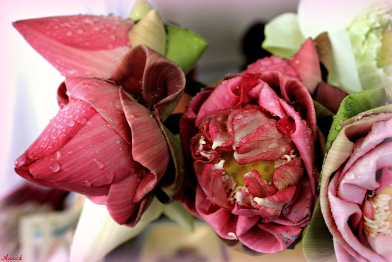 PINK ****