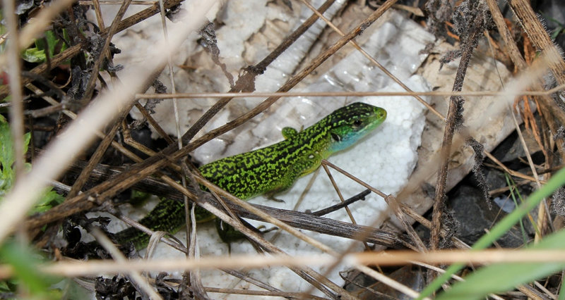 Lézard vert (4)