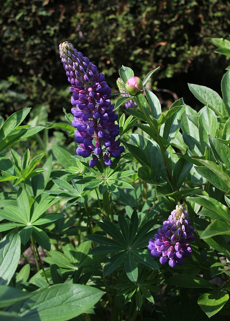 Lupin (2)