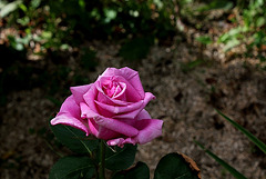 Rose Mammy Blue