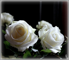 ROSES BLANCHES***