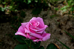 Rose Mammy Blue (4)