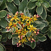 Sedum kamtschaticum variegatum